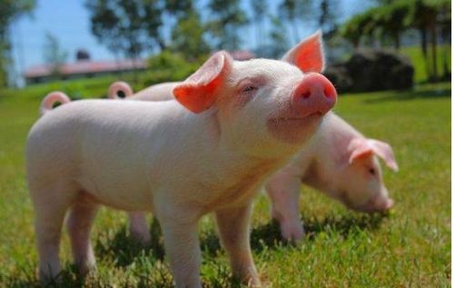 ‘将精神过年’和‘养猪过年’分别指的是哪个生肖，这两者猜一生肖的含义是什么？