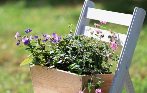 六、 花盆挪位的预警信号