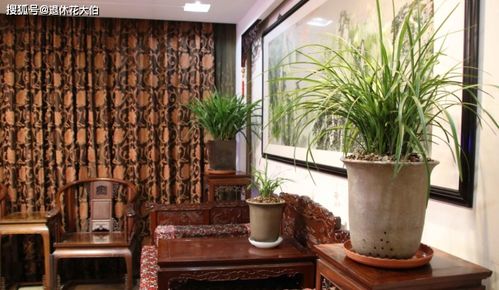 1. 客厅绿植配置——生机与活力的象征