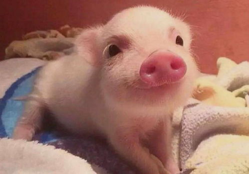 生肖猪(猪?吃饱睡好?)