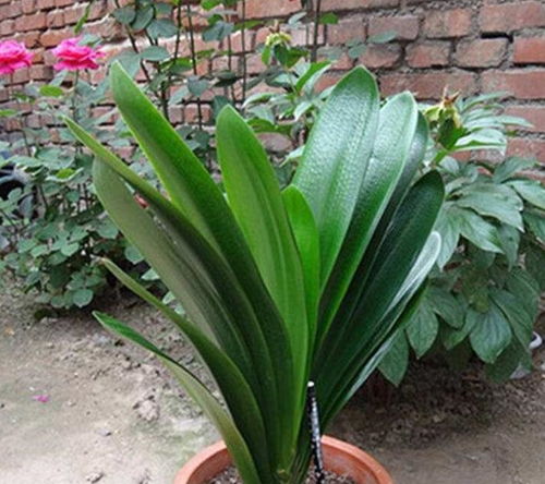 一、 君子兰之象征意义与风水属性的理论阐释