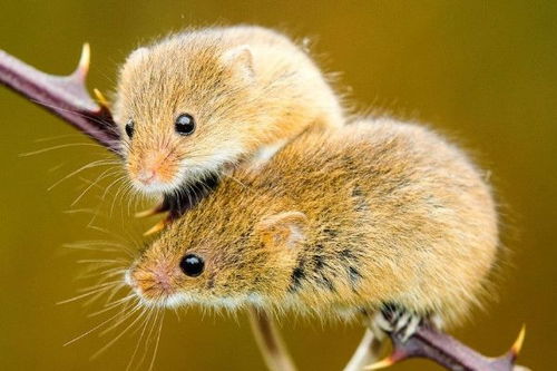 公司里老鼠频繁出现，这到底是吉兆还是特别凶兆？图片大全能揭示真相吗？