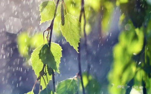 五、 雨水禁忌：雨量与作物生长期的关联性阐释