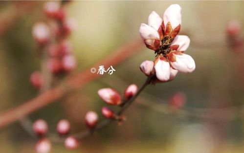 古代有哪些惯与赏花灯的优美诗句可依分享？