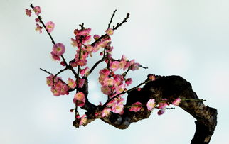 ：红梅花的文化图腾与居住环境的交互关系