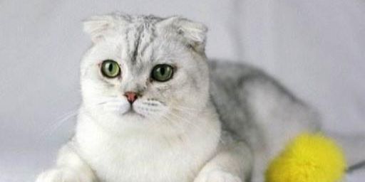 四、  网名推荐及