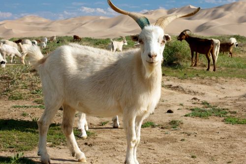 2026年属羊人命运大揭秘！喜事连连但暗藏玄机