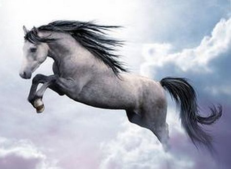 属虎的和属马的相配结果会怎么样，他们的性格和命运会有哪些奇妙交织？