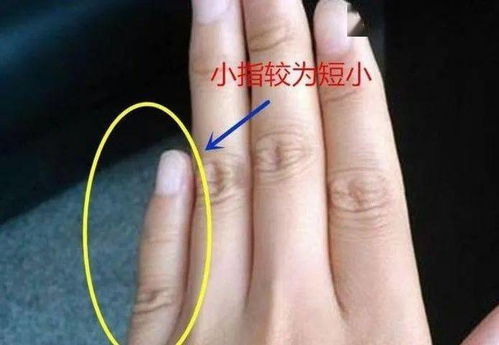 2.3 分支形态及其寓意