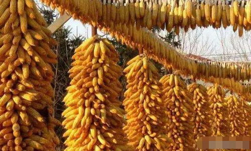 收玉米的梦最让人纠结