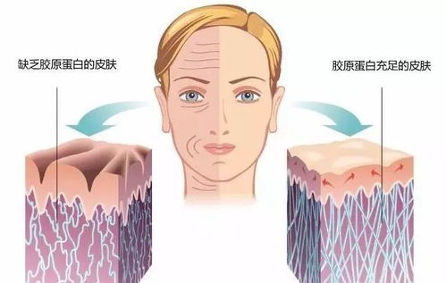 二、  饮食调理与胶原蛋白补充：脏腑滋养的途径