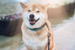 四·一、 文艺范火土网名及其象征意义阐释