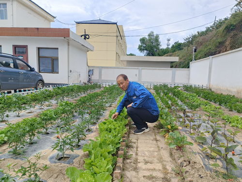 菜园中打一生肖，菜园打一数字指的是什么生肖和数字？