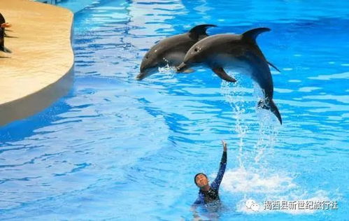 震惊！海洋公园要掏空你的钱包！2026年黄历显示这天去最倒霉！