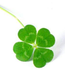 叶子在文化中象征着什么深层含义？