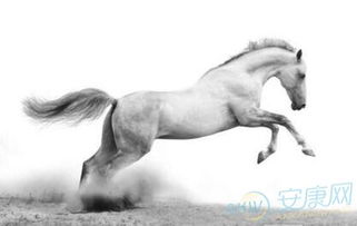 六月出生的生肖马本月的运势如何？详细分析一下？