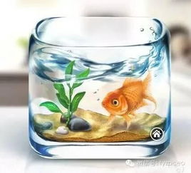 （八）金鱼缸与流水聚宝盆——活水生金之理