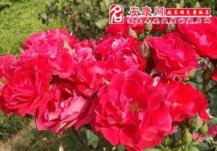 2. 月季花的生长状态