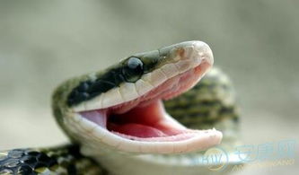 2023年属蛇运势和2001年属蛇本命年送什么礼物最合适？