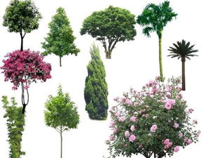 （一）树木类植物名称大全