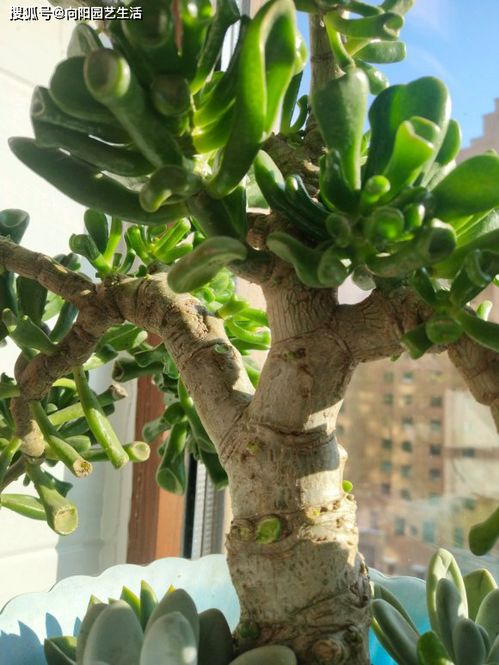 招财树叶子全剪光对植物有害吗？最佳剪枝时间是什么时候？