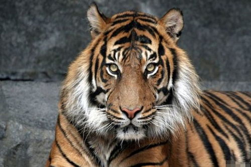 2026年属虎人正财手机号推荐，有没有什么好的号码选择？