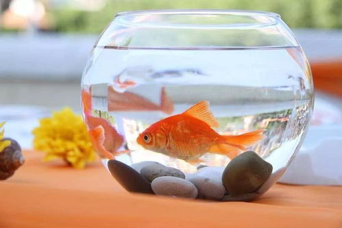 金鱼养殖与财运激活