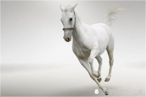 属马女2026年婚姻运势如何？