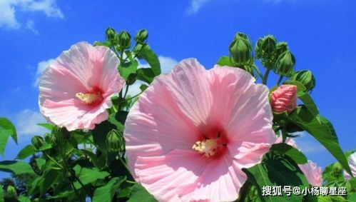 沾花惹草和拈花惹草分别对应哪两个生肖年份？