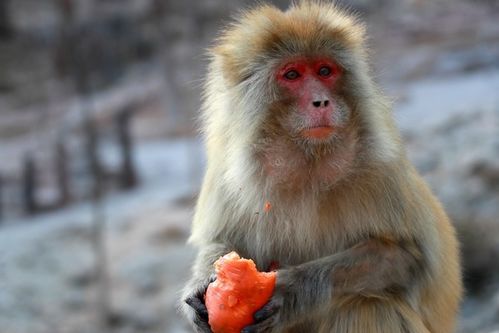 属猴的猴六贵人具体指什么？