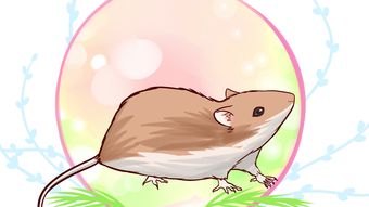 妈妈是什么生肖，她的生肖属相是什么意思？