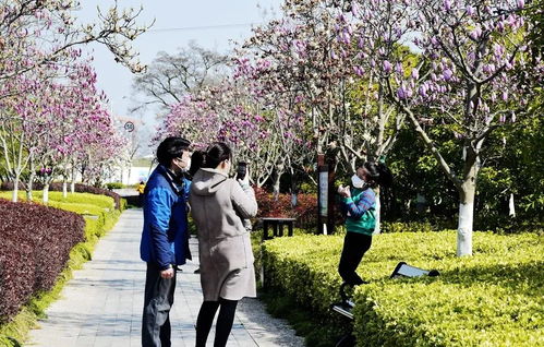 崇明春季赏花踏青游：一场说走就走的“乱糟糟”旅行