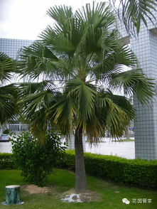 七、 橘树（桔树）：吉庆有余