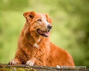 11. 狗（戌）