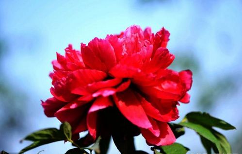 将开花结果对应哪个生肖？这是什么生肖的象征？