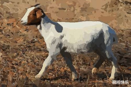 通过八字分析，羊和马是否八字相冲，能否合得来？