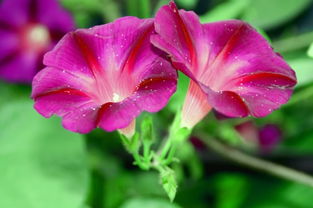 十二生肖各代表什么花？哪种花最能旺人呢？