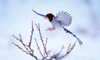 喜鹊登门预示着什么吉祥寓意？