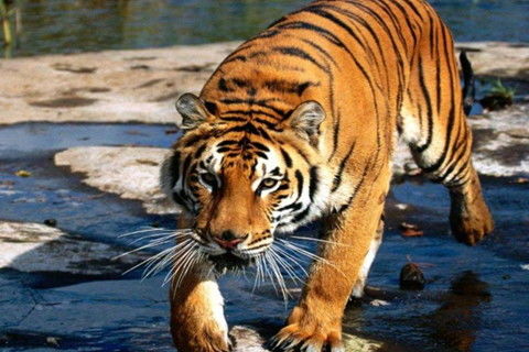 2026年属虎男性全年运势如何？