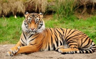 1998年出生的属虎人在2026年会遭遇哪些灾祸？