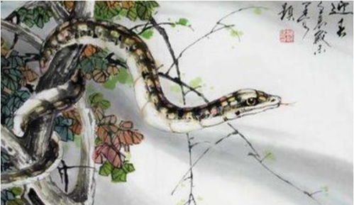 一、 火命蛇之象征及其在八字中的特殊意义