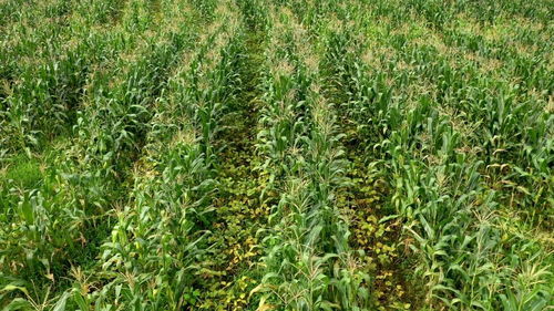 六、 庭院通风与光照条件的堪舆考量