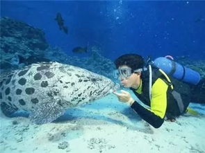 丹老群岛：海岛冒险的狂想曲 (和蚊子的战争)