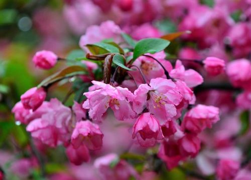 4. 阳光喜好与富贵象征