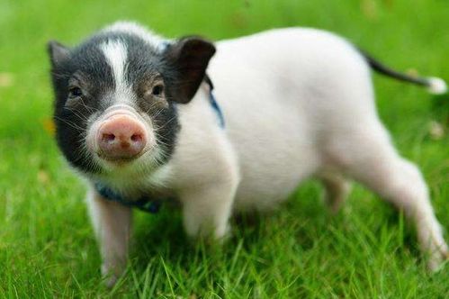 属猪：善良纯真型