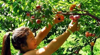 求职者必看！梦到李子居然是大凶之兆？！