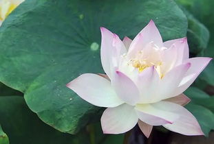 大数据分析：谁在用“翠”字？