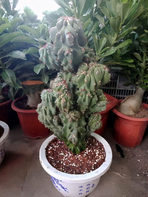 火命人适合种植哪些植物类型和具体植物品种？