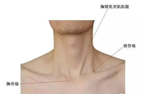 一、 解剖学概述