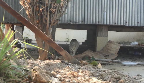 砍树破坏风水，砍树破财如何化解？